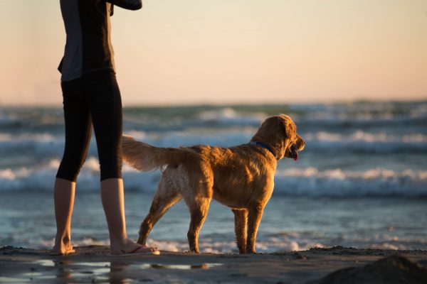 Read more about the article Caring for Man’s Best Friend When Man is No Longer Around…